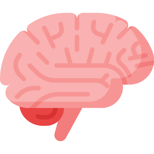 brain